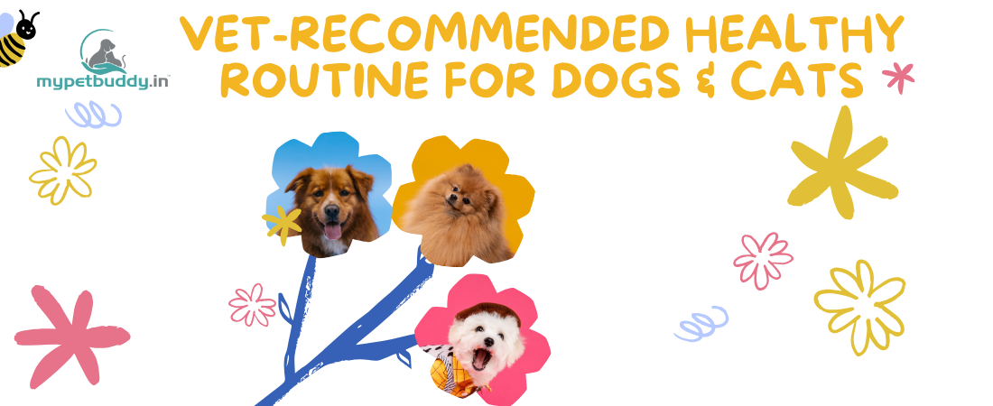 Healthy Daily Routine for Dogs & Cats – Vet Wellness Guide