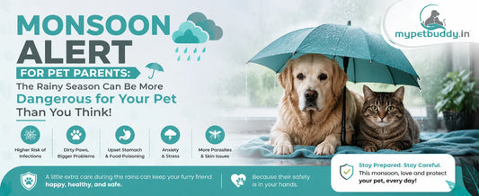 MONSOON ALERT FOR PET PARENTS: The Rainy Season Can Be More Dangerous for Your Pet Than You Think!