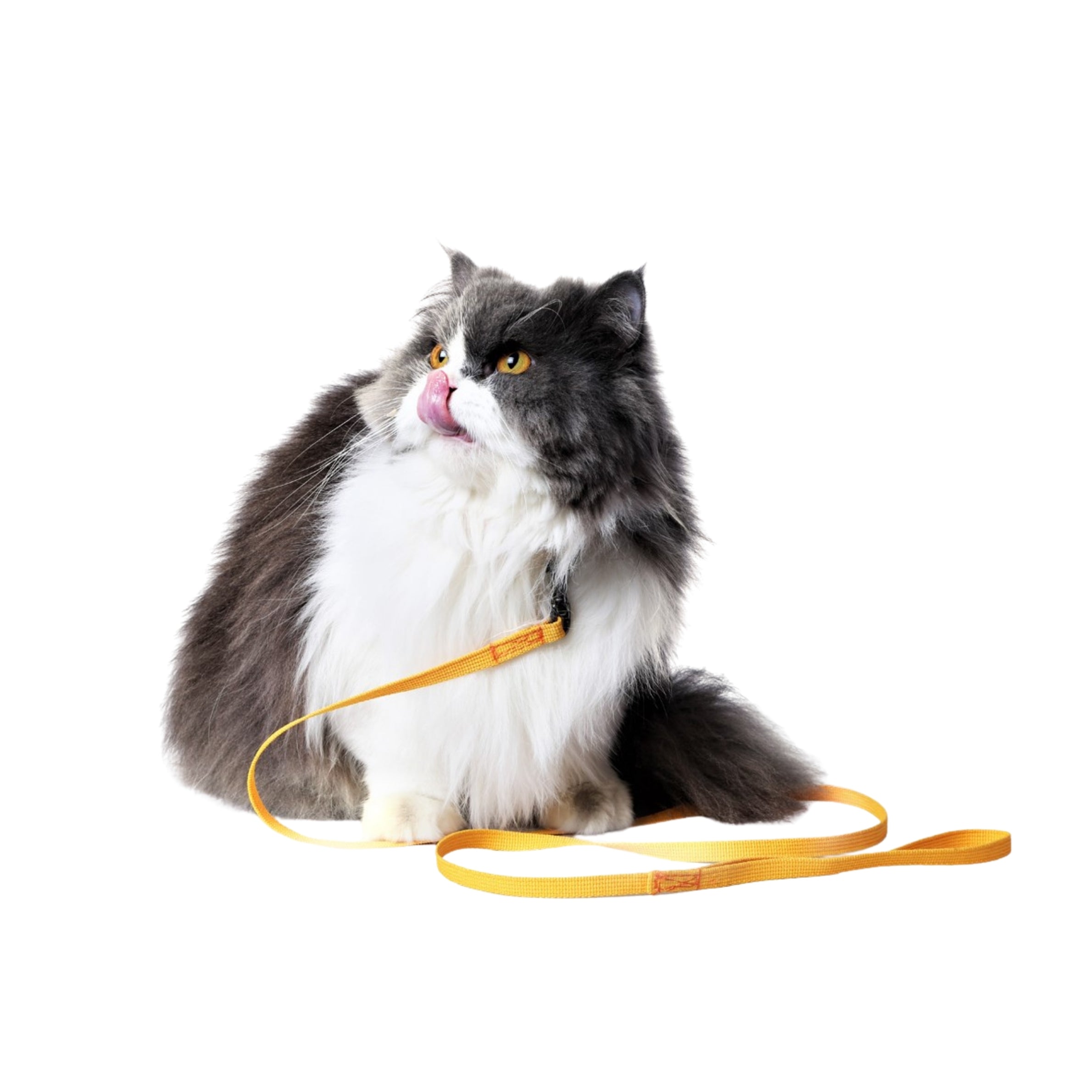 Top Nylon Cat Collar & Leash Set Online, Durable & Safe.
