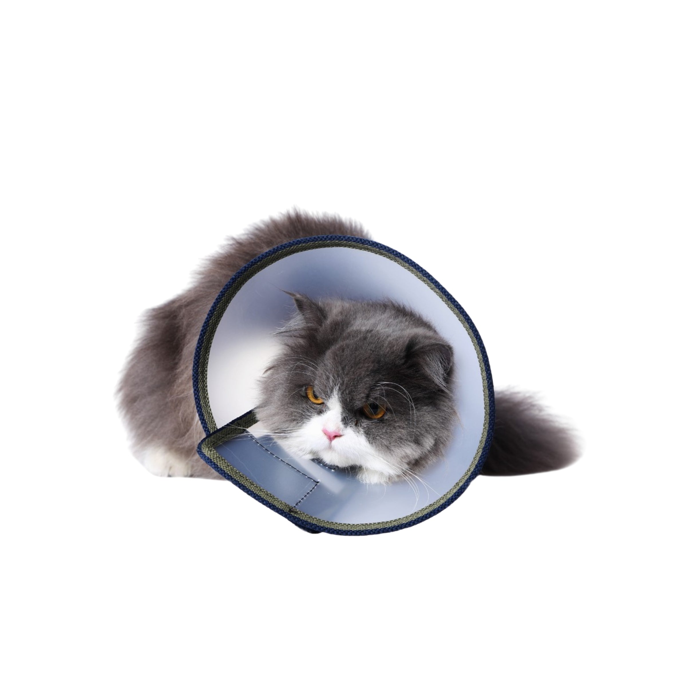 cat e collar transparent