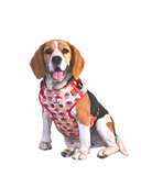 Dog Chest Harness for Comfort & Control, Padded No Pull Design