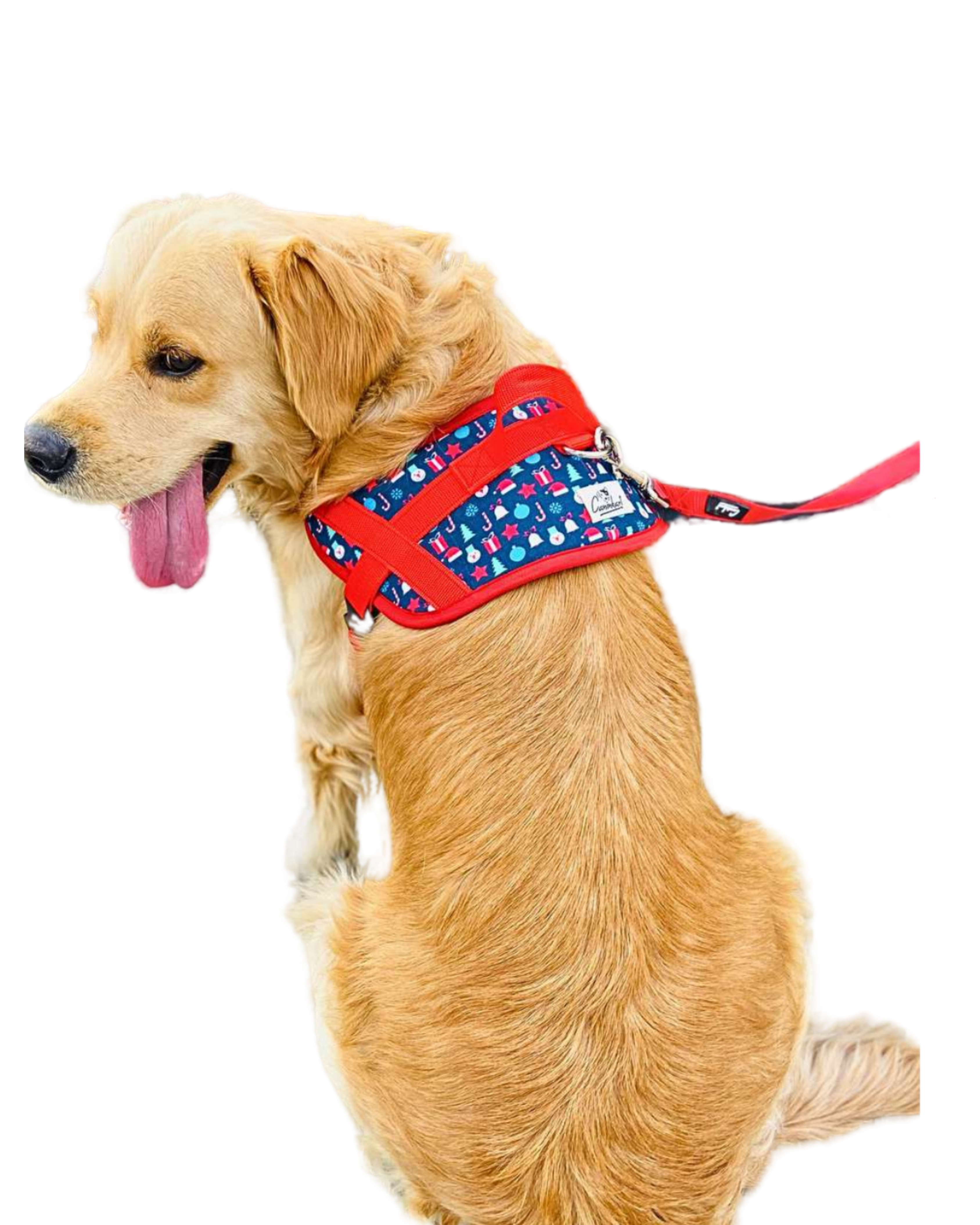Easy-On Dog Harness for Walking, Comfortable & Stylish Fit